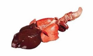 معلاق خروف بلدي